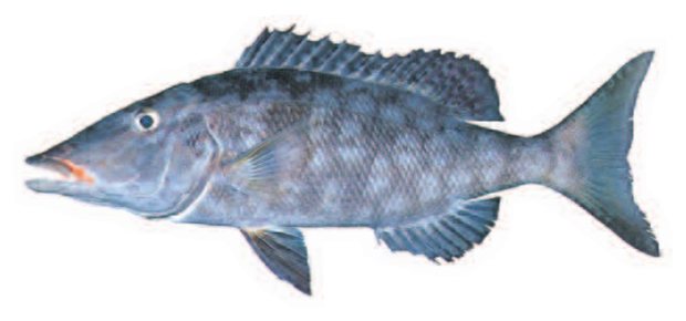 Longnose emperor (Lethrinus olivaceus) — Guam food fish