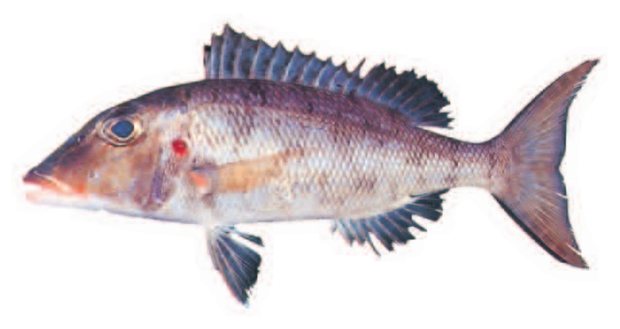Redgill emperor (Lethrinus rubrioperculatus) — Guam food fish