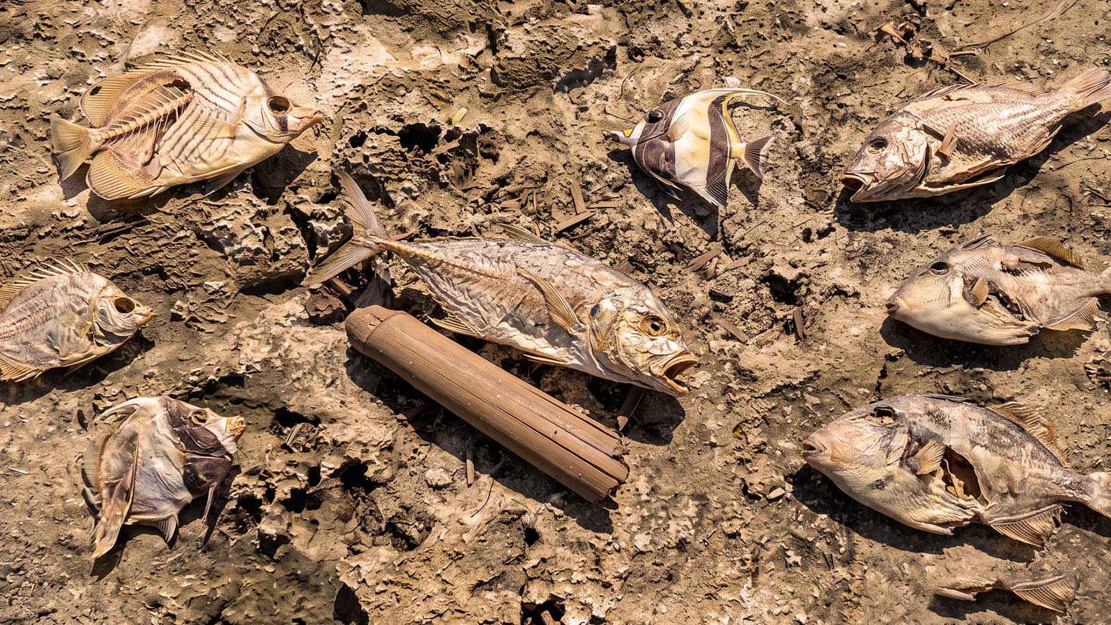 Dead reef fish stranded and drying on a sun-baked Guam reef flat during an El Niño extreme low tide — Guam spearfishing